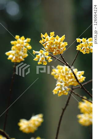 ミツマタの花 ミツマタの花 126064224