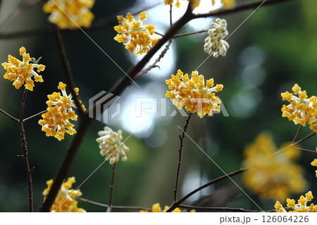 ミツマタの花 ミツマタの花 126064226