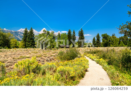 A narrow paved trail winds through blooming sagebrush and wildflowers in Grand Teton National Park, leading toward a rustic cabin nestled among pines beneath the rugged peaks of the Teton Range. 126064259