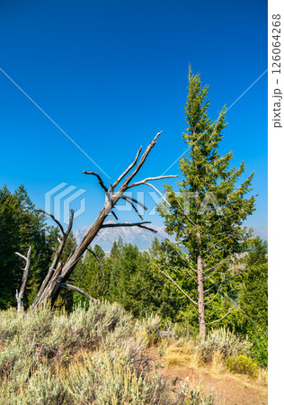 A withered tree stands among sagebrush and evergreens in Grand Teton National Park, with the distant Tetons faintly visible under a clear blue sky. 126064268