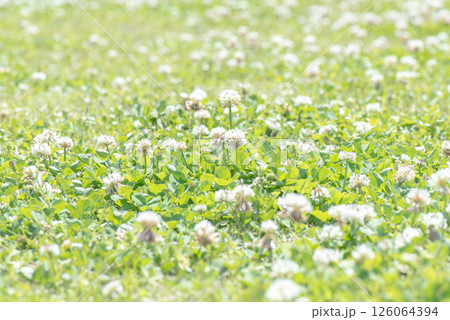 シロツメクサのお花畑 シロツメクサのお花畑 126064394