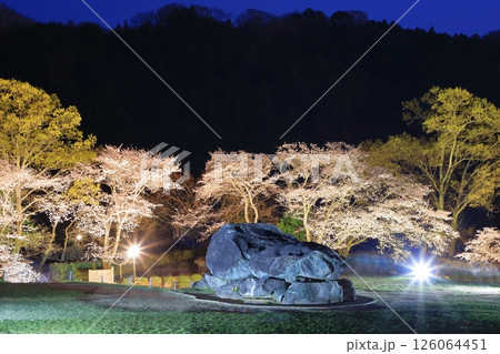 ライトアップされた春の石舞台古墳　満開の桜 126064451