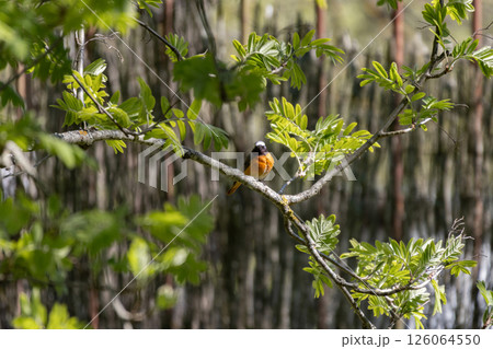 Common redstart, Phoenicurus phoenicurus. A bird sits on a tree branch Common redstart, Phoenicurus phoenicurus. A bird sits on a tree branch 126064550