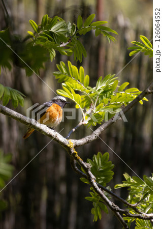 Common redstart, Phoenicurus phoenicurus. A bird sits on a tree branch 126064552