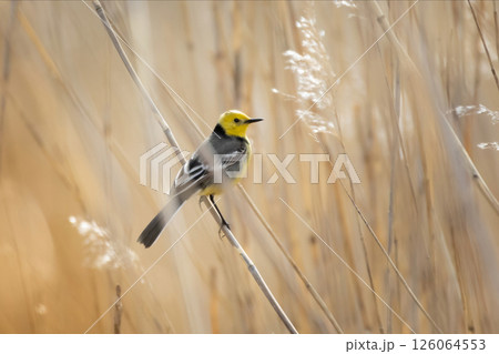 Citrine Wagtail Motacilla citreola stands on a grass Citrine Wagtail Motacilla citreola stands on a grass 126064553