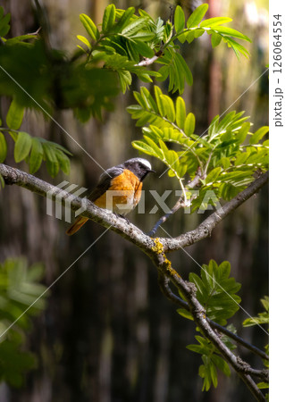 Common redstart, Phoenicurus phoenicurus. A bird sits on a tree branch Common redstart, Phoenicurus phoenicurus. A bird sits on a tree branch 126064554