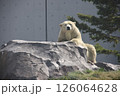 シロクマ 126064628