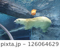 シロクマ 126064629