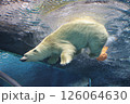 シロクマ 126064630