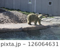 シロクマ 126064631