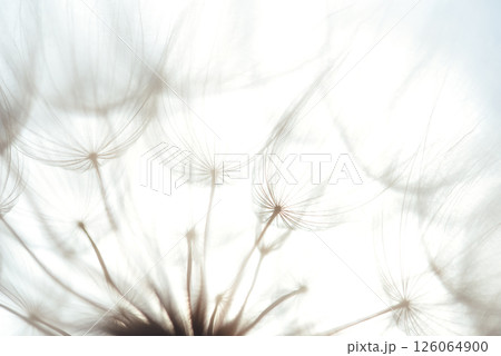 Macro dandelion black and white. Freedom to Wish. Dandelion silhouette fluffy flower on sunset sky. Seed macro closeup. Soft focus. Goodbye Summer. Hope and dreaming concept. Fragility. Springtime. 126064900