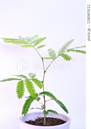 観葉植物 エバーフレッシュ 鉢植え 白バック 観葉植物 エバーフレッシュ 鉢植え 白バック 126065012