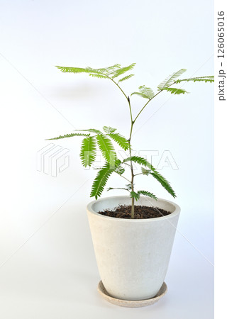 観葉植物　エバーフレッシュ 　鉢植え 白バック 126065016