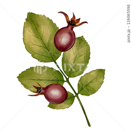 Rosehip branch illustration 126065098