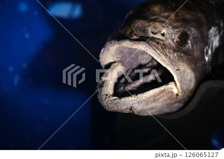 迫力あるヨコヅナイワシの口の中をのぞく 迫力あるヨコヅナイワシの口の中をのぞく 126065127