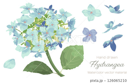 水彩で描いた紫陽花の花のイラスト素材 水彩で描いた紫陽花の花のイラスト素材 126065210