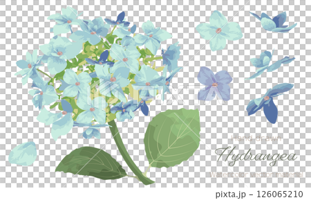 水彩で描いた紫陽花の花のイラスト素材 水彩で描いた紫陽花の花のイラスト素材 126065210