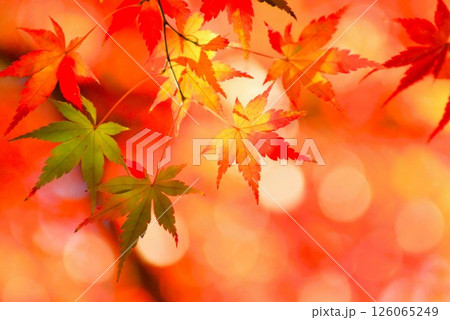 鮮やかな紅葉 鮮やかな紅葉 126065249