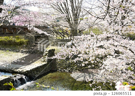 川沿いのサクラ 川沿いのサクラ 126065511
