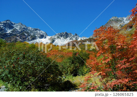 Autumn leaves @Kamikochi 錦秋の上高地，涸沢コースを彩る紅葉の木々(見ごろ) 126065825