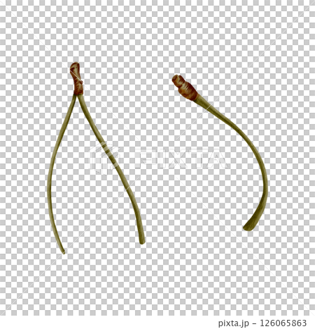 Cherry tree stems isolated on white. Minimalist watercolor botanical illustration of bare twigs with organic texture for nature-inspired designs, packaging, or wall decor Cherry tree stems isolated on white. Minimalist watercolor botanical illustration of bare twigs with organic texture for nature-inspired designs, packaging, or wall decor 126065863