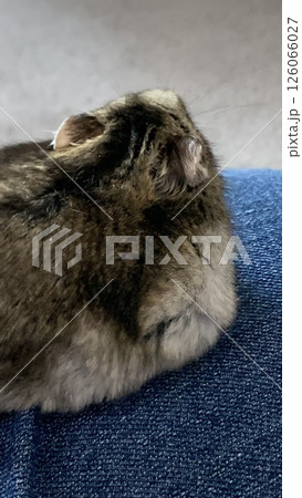 寝起きのジャンガリアンハムスター 126066027