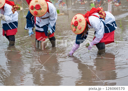 〈島根県〉池田地区の花田植 〈島根県〉池田地区の花田植 126066570
