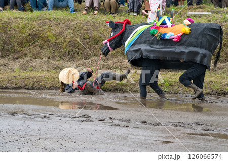 〈島根県〉池田地区の花田植　代掻き 126066574