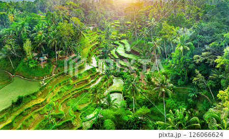 Tegalalang rice terrace in Bali, Indonesia. 126066624