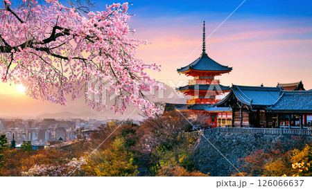 Cherry blossoms and red pagoda at sunset, Japan. Cherry blossoms and red pagoda at sunset, Japan. 126066637