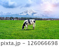 Cow eating lush grass on the green field in front of Fuji mountain, Japan. 126066698