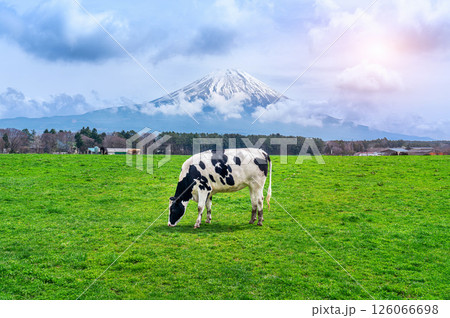 Cow eating lush grass on the green field in front of Fuji mountain, Japan. Cow eating lush grass on the green field in front of Fuji mountain, Japan. 126066698