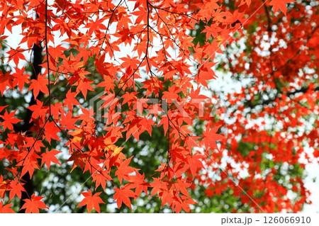 紅葉したもみじ 126066910