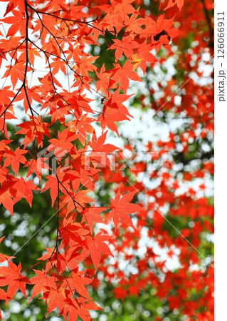 紅葉したもみじ 126066911