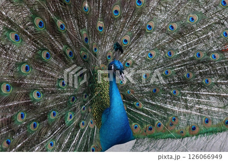 動物園の鳥 126066949