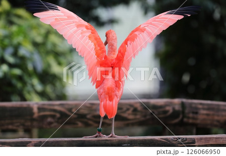 動物園の鳥 126066950