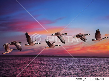 ピンクとオレンジ色の夕焼けと渡り鳥 126067012