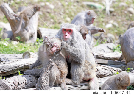 さる サル 猿 126067146