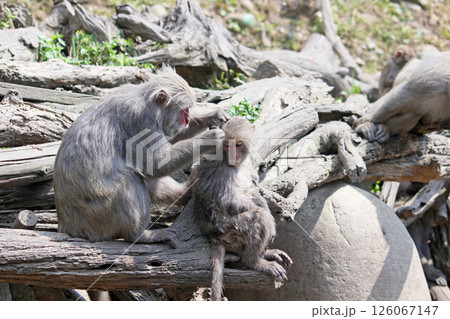 さる サル 猿 126067147