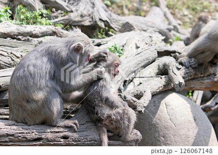 さる サル 猿 126067148