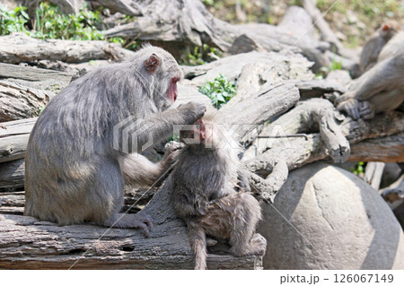 さる サル 猿 126067149