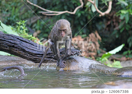 水泳 遊泳 スイミング 126067386