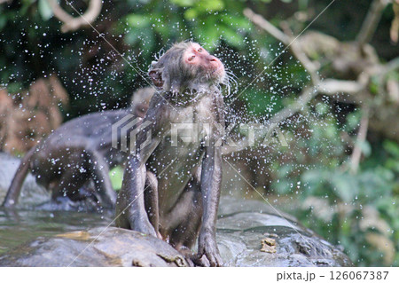 水泳 遊泳 スイミング 126067387