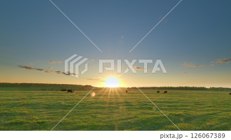 A Breathtaking Sunrise Over the Expansive Pasture with Grazing Cows in the Distance Time lapse. 126067389