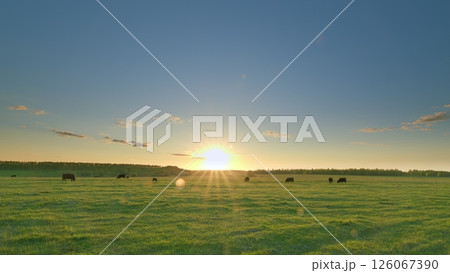 A Serene Sunrise Glows Over the Pasture with Beautiful Grazing Cattle in the Distance Time lapse. 126067390