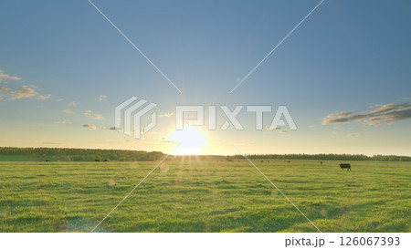 A breathtaking scenic sunrise view over a serene pastoral landscape with grazing cattle, Time lapse. A breathtaking scenic sunrise view over a serene pastoral landscape with grazing cattle, Time lapse. 126067393