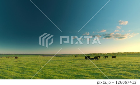 A serene pastoral landscape with cattle grazing in an open field under a vivid sunset sky A serene pastoral landscape with cattle grazing in an open field under a vivid sunset sky 126067412