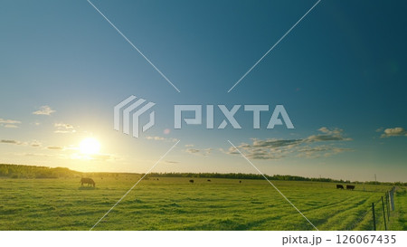 A Serene Pastoral Landscape at Sunset with Cattle Grazing Peacefully in the Fields 126067435