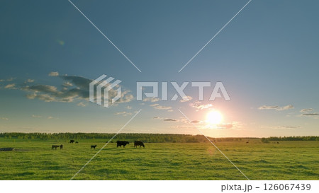 A Serene and Picturesque Sunset Casting Warm Colors Over the Pasture with Grazing Cattle A Serene and Picturesque Sunset Casting Warm Colors Over the Pasture with Grazing Cattle 126067439