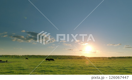 Enjoy the serene beauty of a sunrise over a vast pasture with cows gracefully grazing 126067447